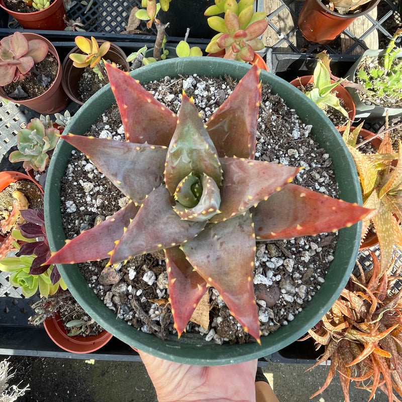 Aloe distans &