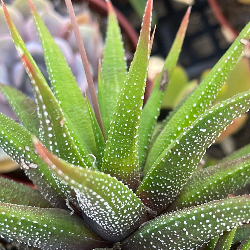 Haworthiopsis attenuata ‘Concolor’ cluster - 4”