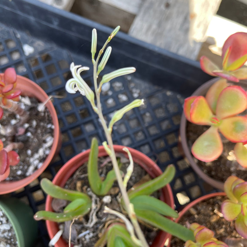 Haworthiopsis attenuata ‘Concolor’ cluster - 4”
