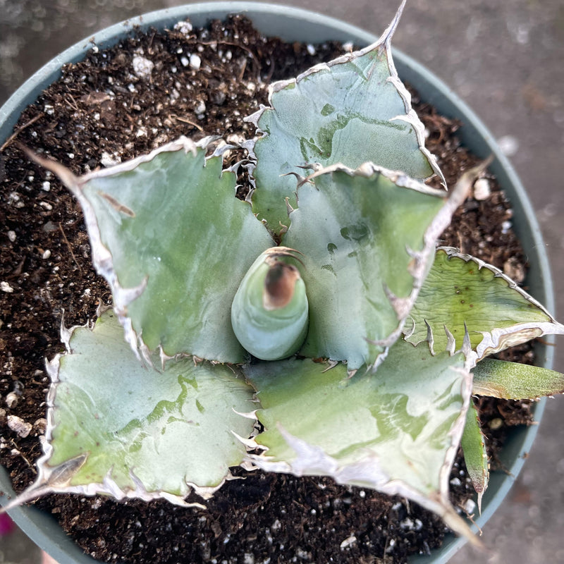 Agave titanota ‘White Ice’ - 6”