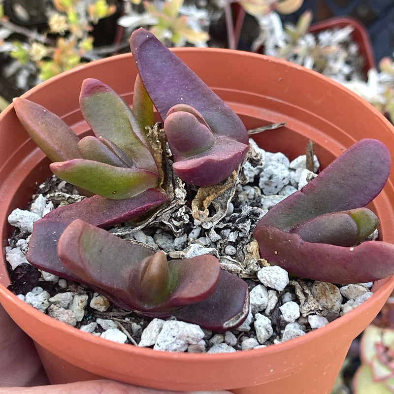 Glottiphyllum cluster - 4"