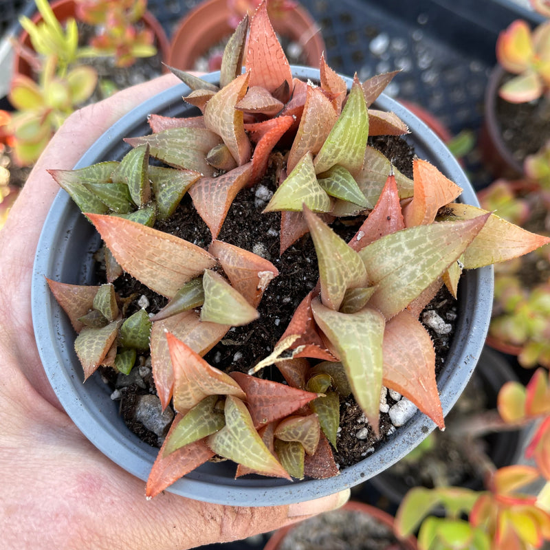 Haworthiopsis venosa ssp. tessellata - large cluster - 4 INCH