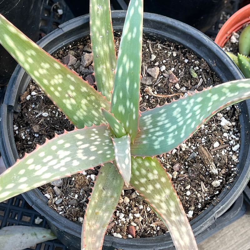 Aloe sinkatana -  1 gal