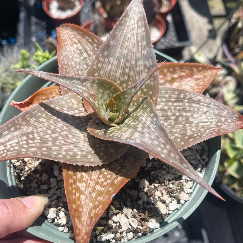 Aloe &