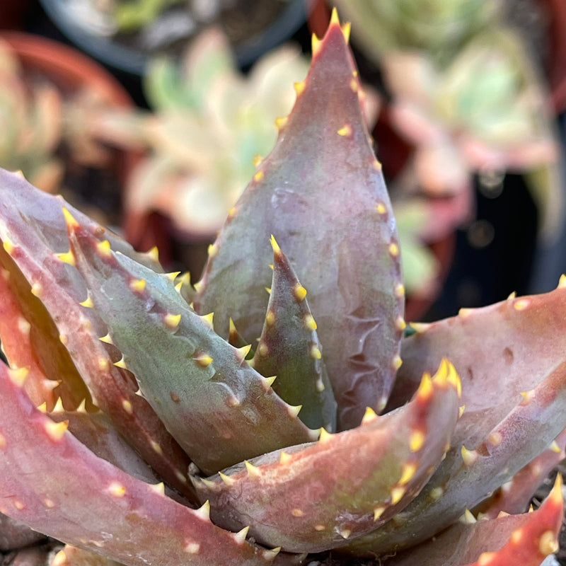 Aloe distans &