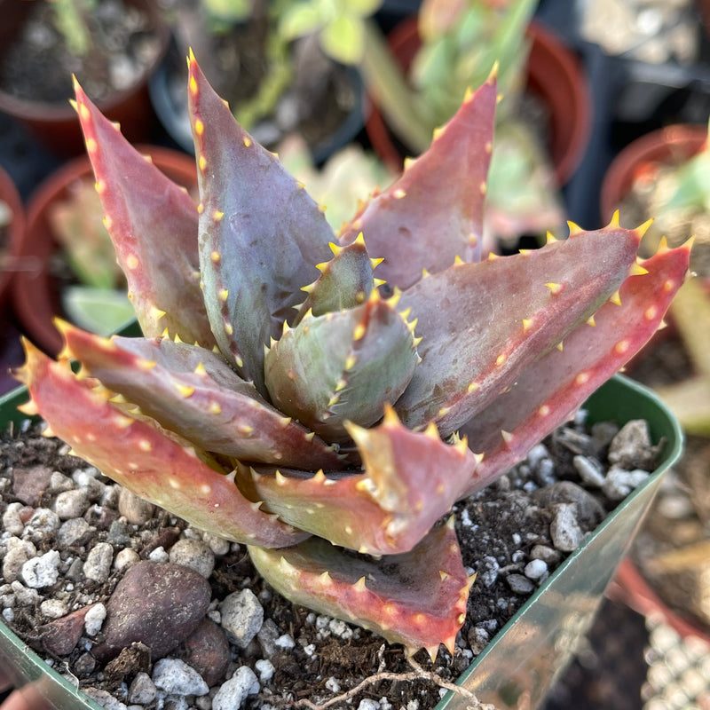Aloe distans &