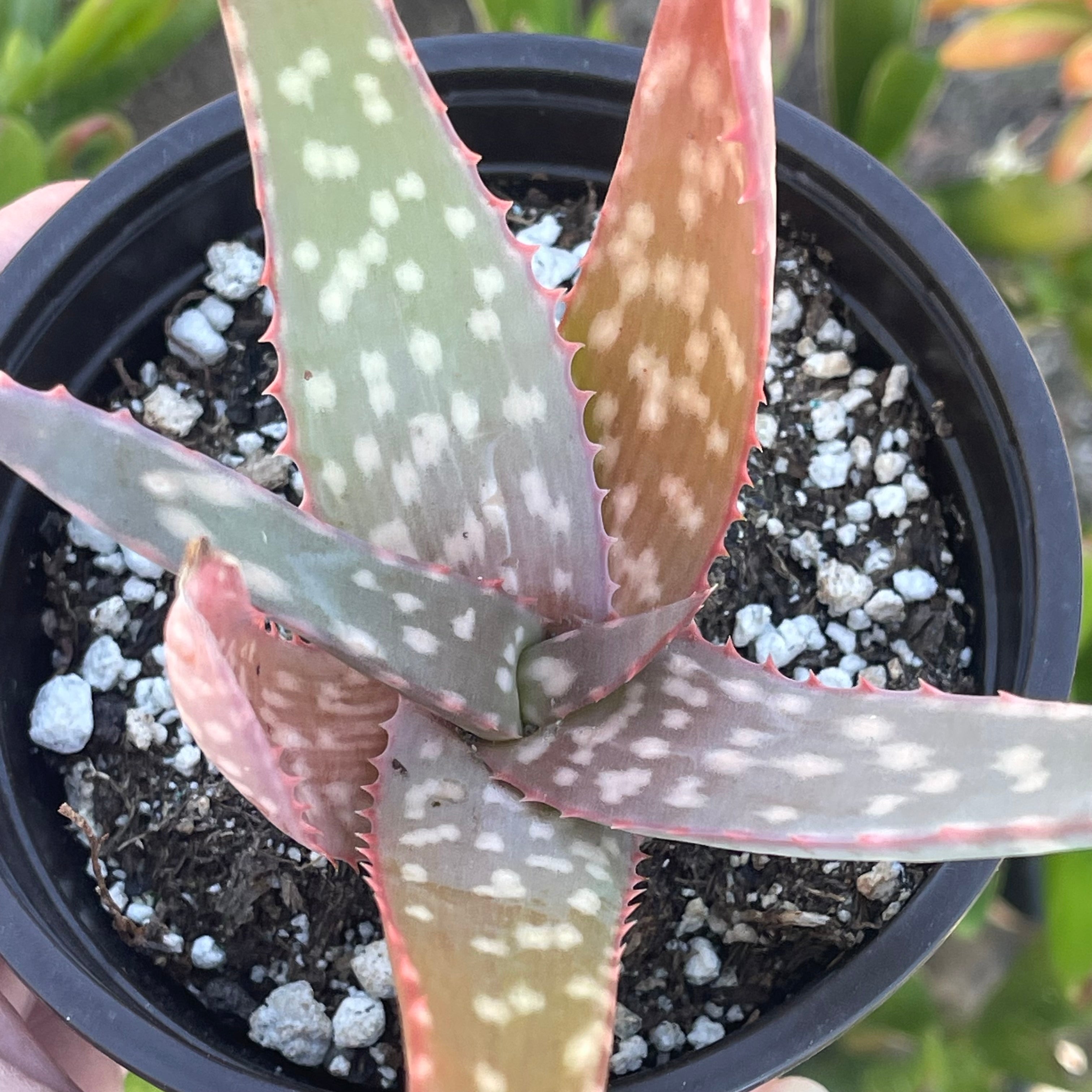 aloe sinkatana Aloe sinkatana