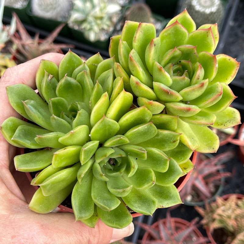Echeveria agavoides cluster - 4”