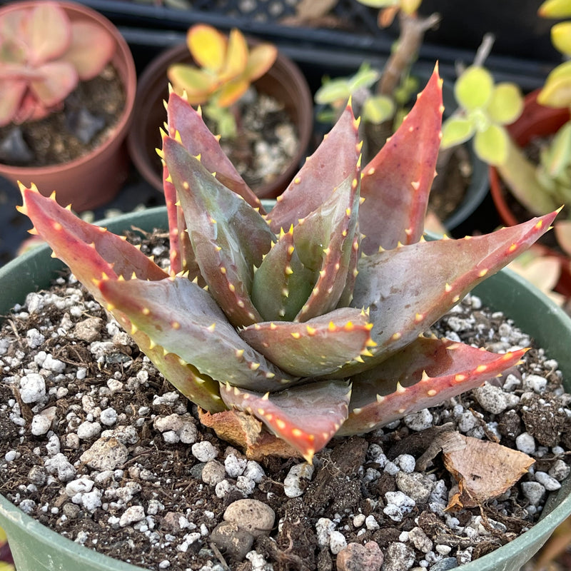 Aloe distans &