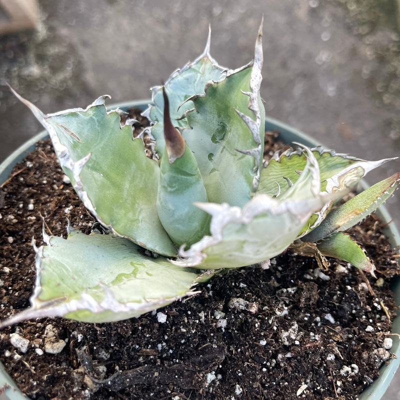 Agave titanota ‘White Ice’ - 6”