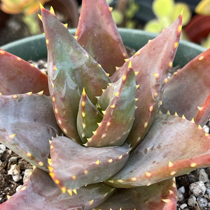 Aloe distans &