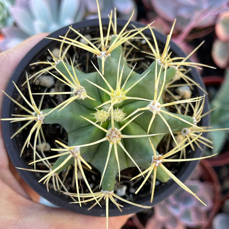 Ferocactus glaucescens - 4” - Zensability