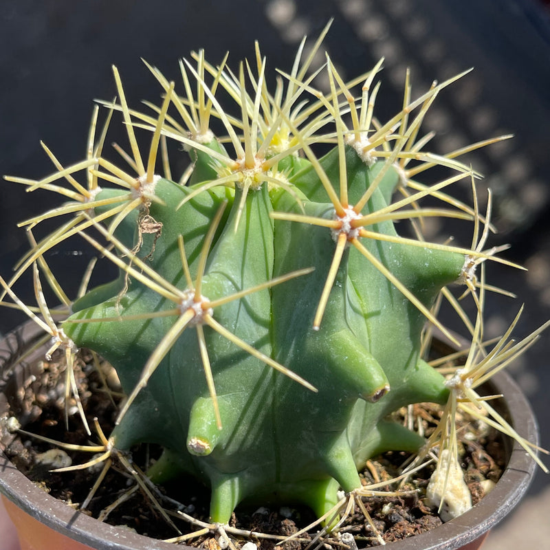 Ferocactus glaucescens - 4” - Zensability