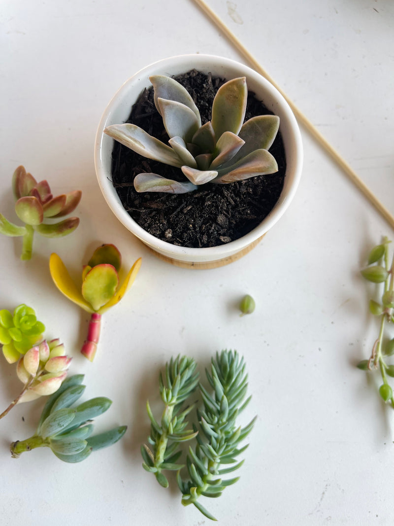Succulent & Crystal Kit (Mini Garden DIY) - 3” - Zensability