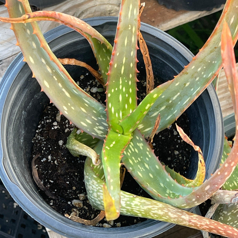 Aloe sinkatana hybrid - 1gal - Zensability