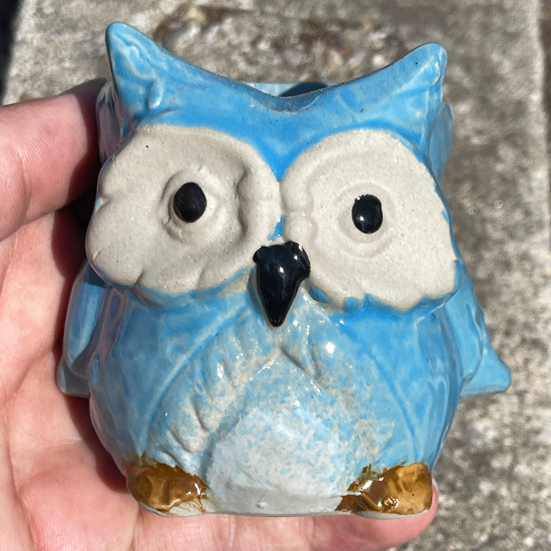 Blue Owl Succulent Planter Pot - 2.5” - Zensability