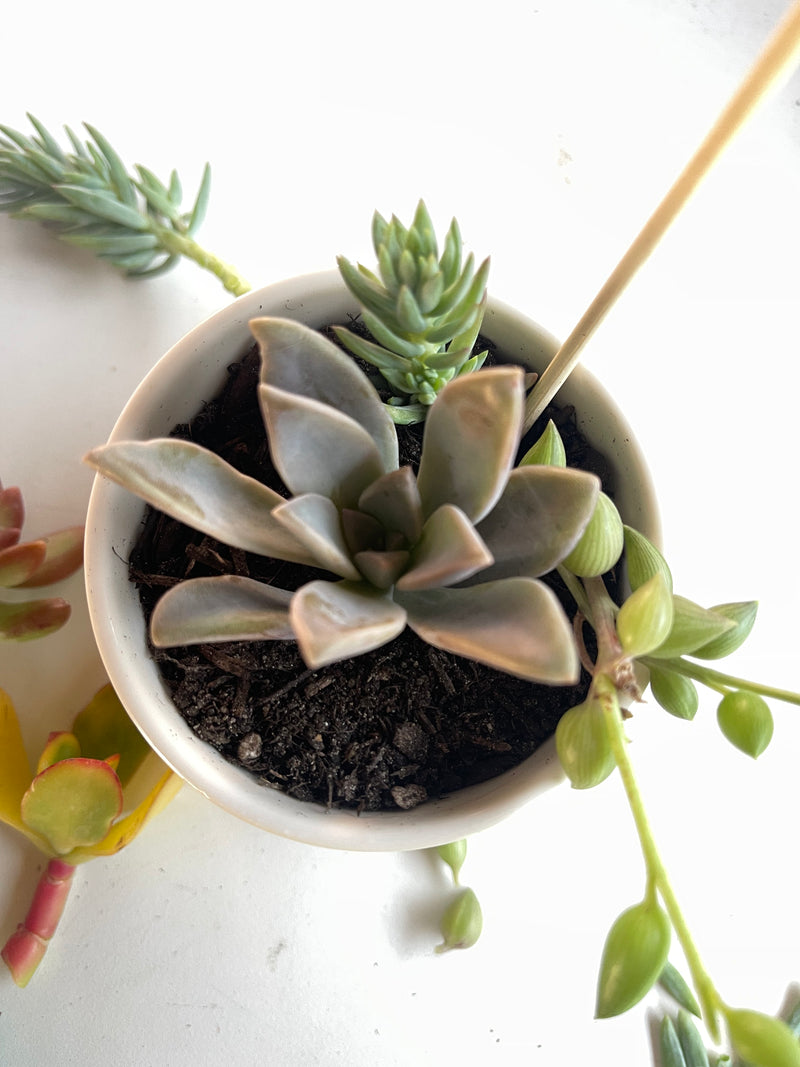 Succulent & Crystal Kit (Mini Garden DIY) - 3” - Zensability