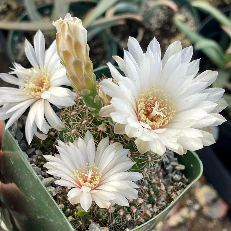 Gymnocalcium mesopotamicum cluster - 4” - Zensability