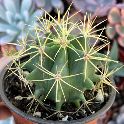 Ferocactus glaucescens - 4” - Zensability