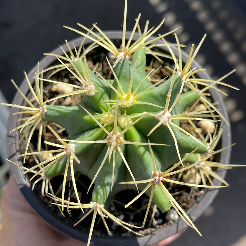 Ferocactus glaucescens - 4” - Zensability