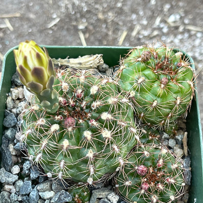 Gymnocalcium mesopotamicum cluster - 4” - Zensability