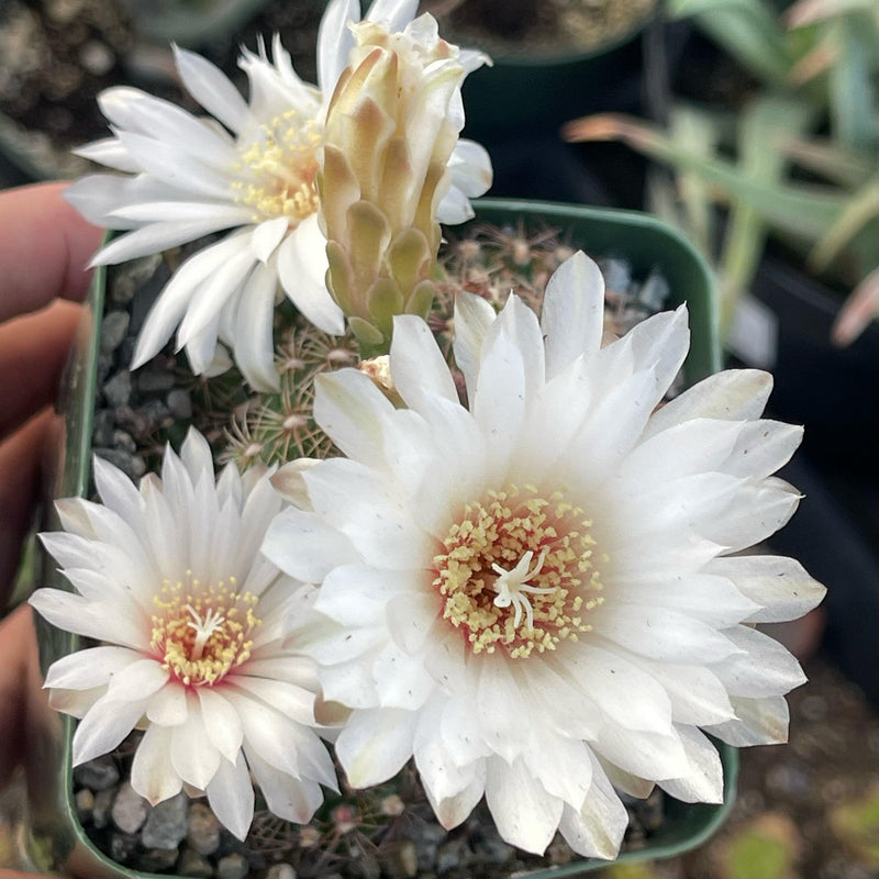 Gymnocalcium mesopotamicum cluster - 4” - Zensability