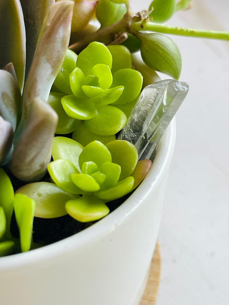 Succulent & Crystal Kit (Mini Garden DIY) - 3” - Zensability