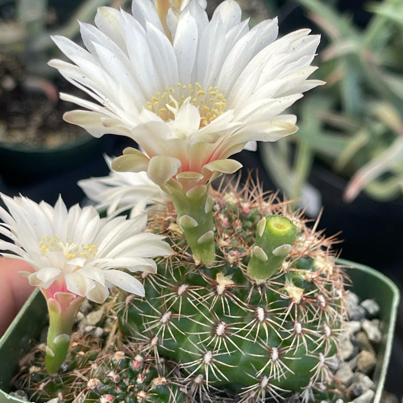 Gymnocalcium mesopotamicum cluster - 4” - Zensability