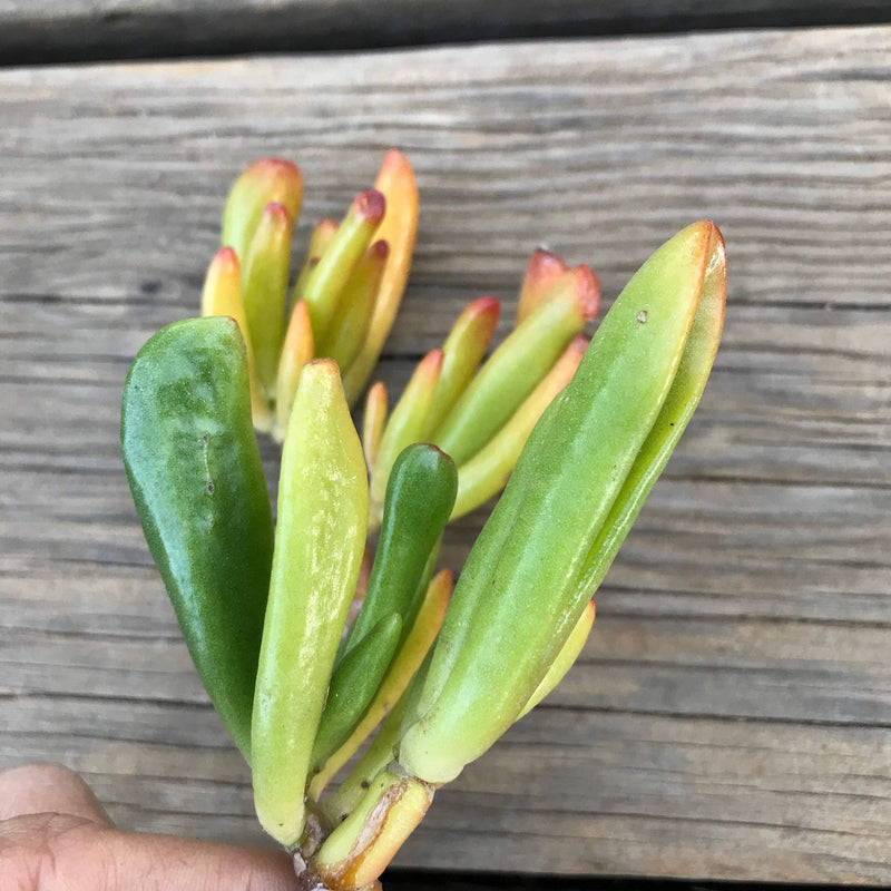 Cuttings - Crassula ovata &