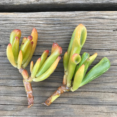 Crassula ovata Gollum succulent plant cuttings. Set of two cuttings.