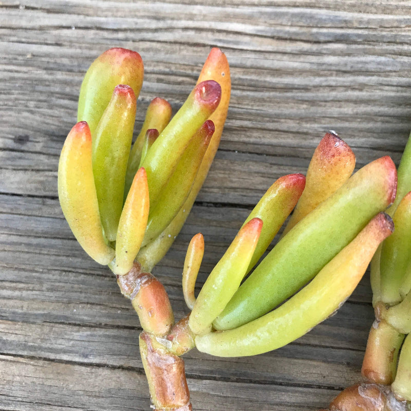Crassula ovata Gollum plant from Zensability. Cuttings with long, tubular leaves colored with reds, oranges, yellows and greens.