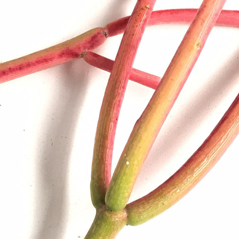CUTTINGS - &