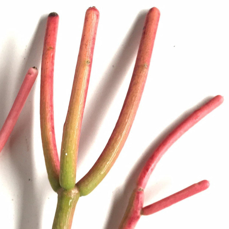 CUTTINGS - &