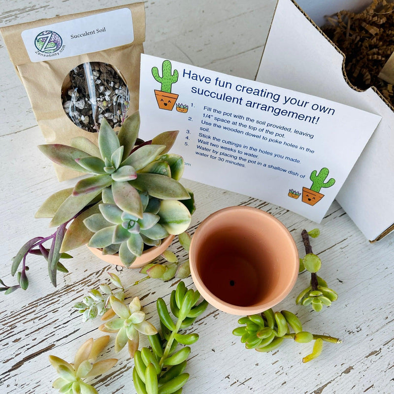 Succulent Arrangement DIY Kit w/ 2 Pots - Zensability