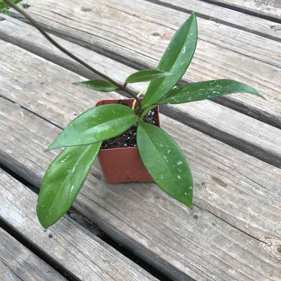 Hoya pubicalyx 'Pink Silver' - 3" - Zensability