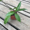 Hoya pubicalyx 'Pink Silver' - 3