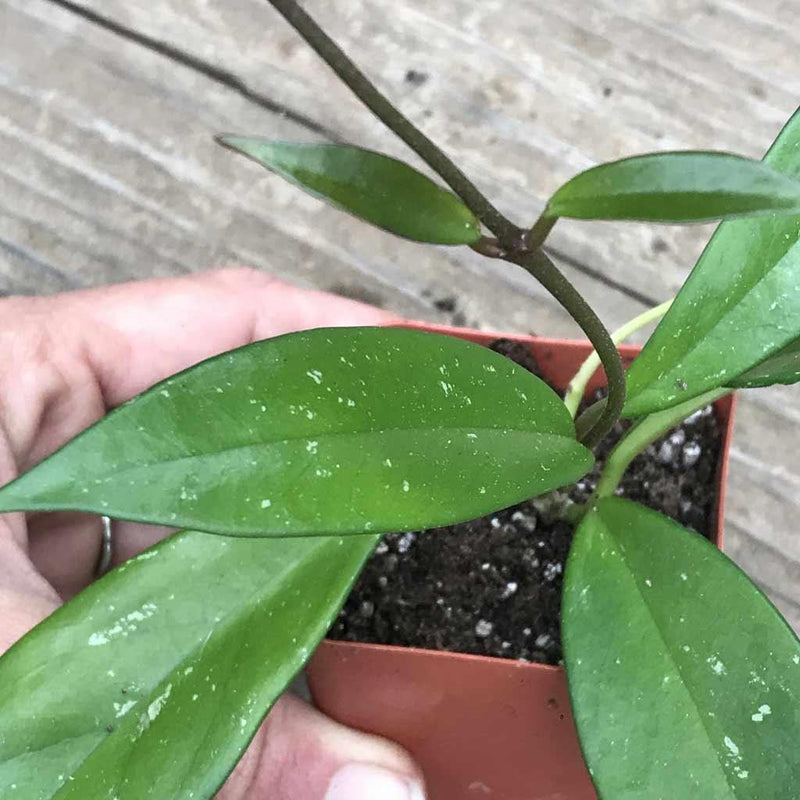 Hoya pubicalyx &