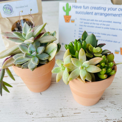 Succulent Arrangement DIY Kit w/ 2 Pots - Zensability