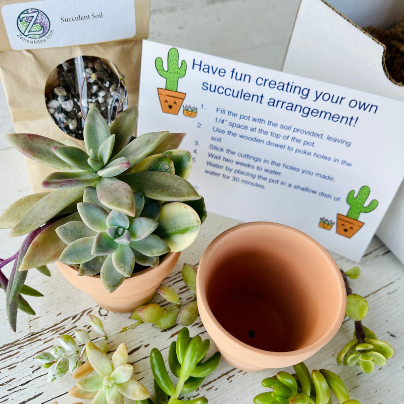 Succulent Arrangement DIY Kit w/ 2 Pots - Zensability