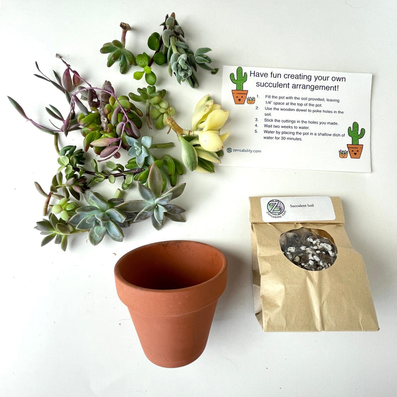 Succulent Arrangement DIY Kit w/ 3” Pot - Zensability