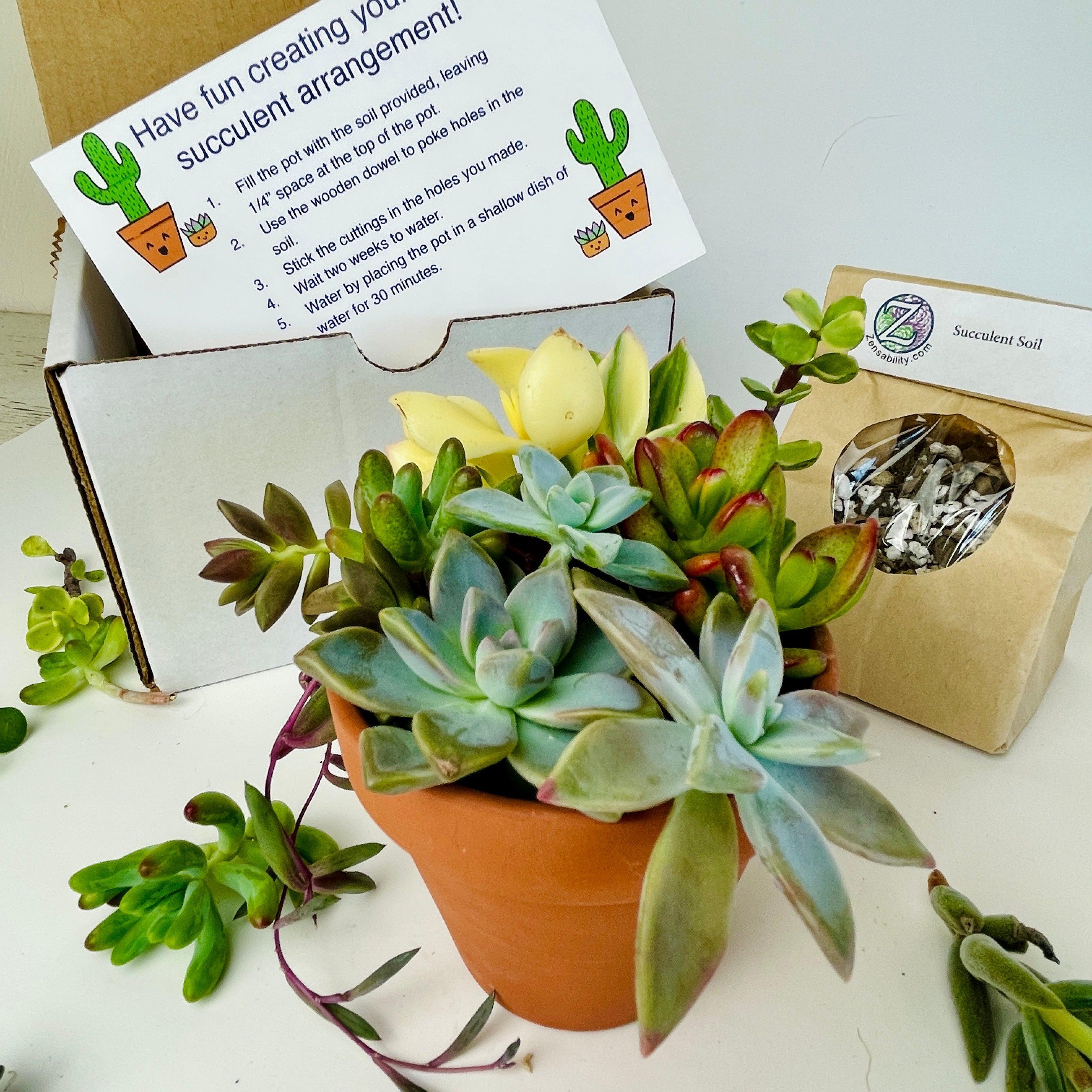 succulent plant kit 3" Succulent DIY Kit - Team Building Activity - Gift Box