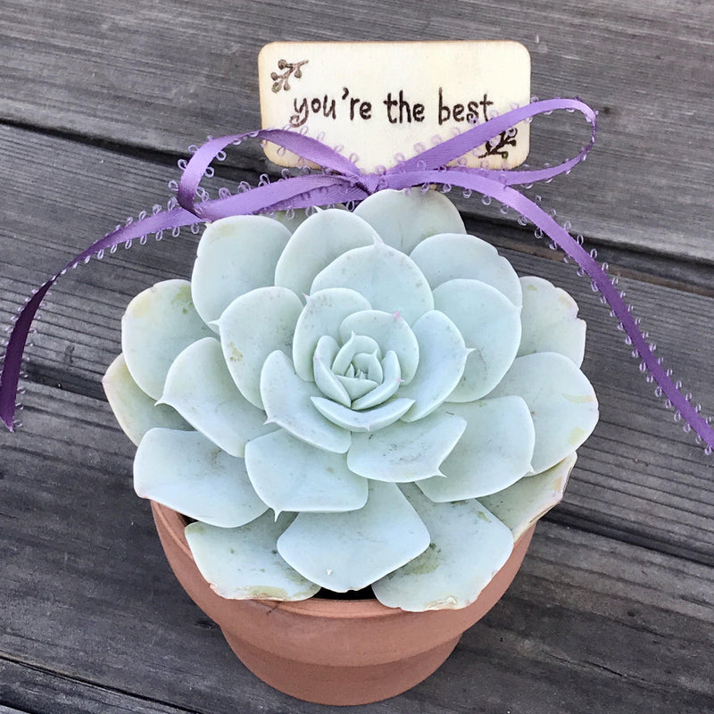 Top view of blue rosette succulent potted in 3.5 inch terracotta pot. Included is a custom message on wooden plant stake.