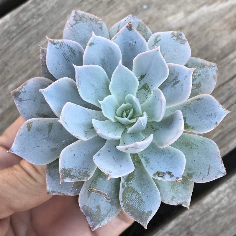 Top view of tight, blue rosette succulent plant.