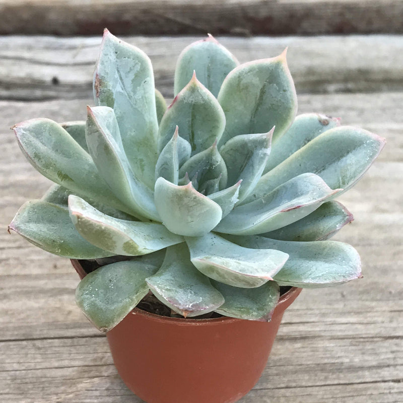 Green rosette plant in 1.5 inch pot. Leaves are spoon shaped with red tips.