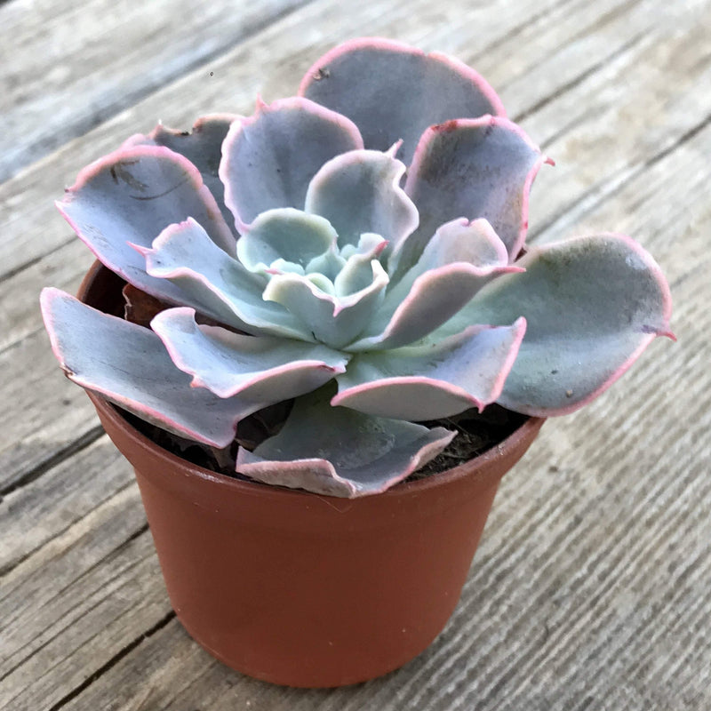 Pink and purple wavy succulent rosette. Growing in 1.5 inch plastic nursery pot.
