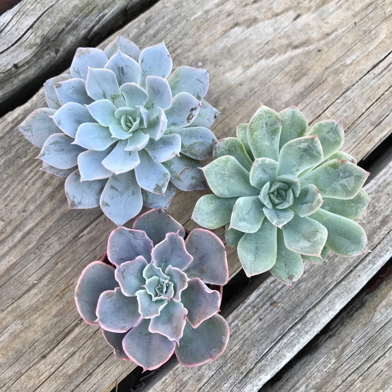 Blue, Green and Purple-Pink rosette succulent plants in 1.5 inch pots Top View.