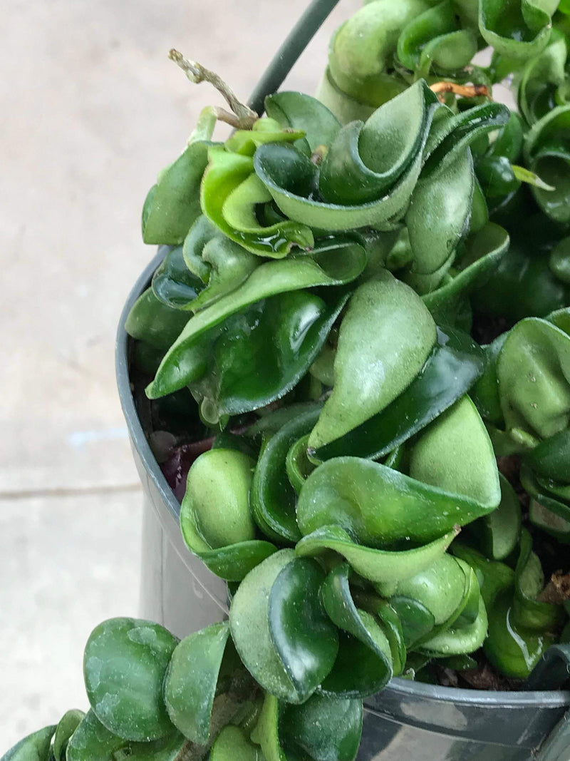 Cuttings - Hoya compacta &