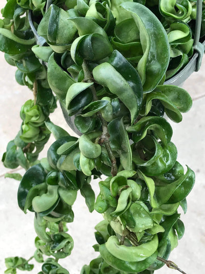Cuttings - Hoya compacta 'Hindu Rope' (2) - Zensability
