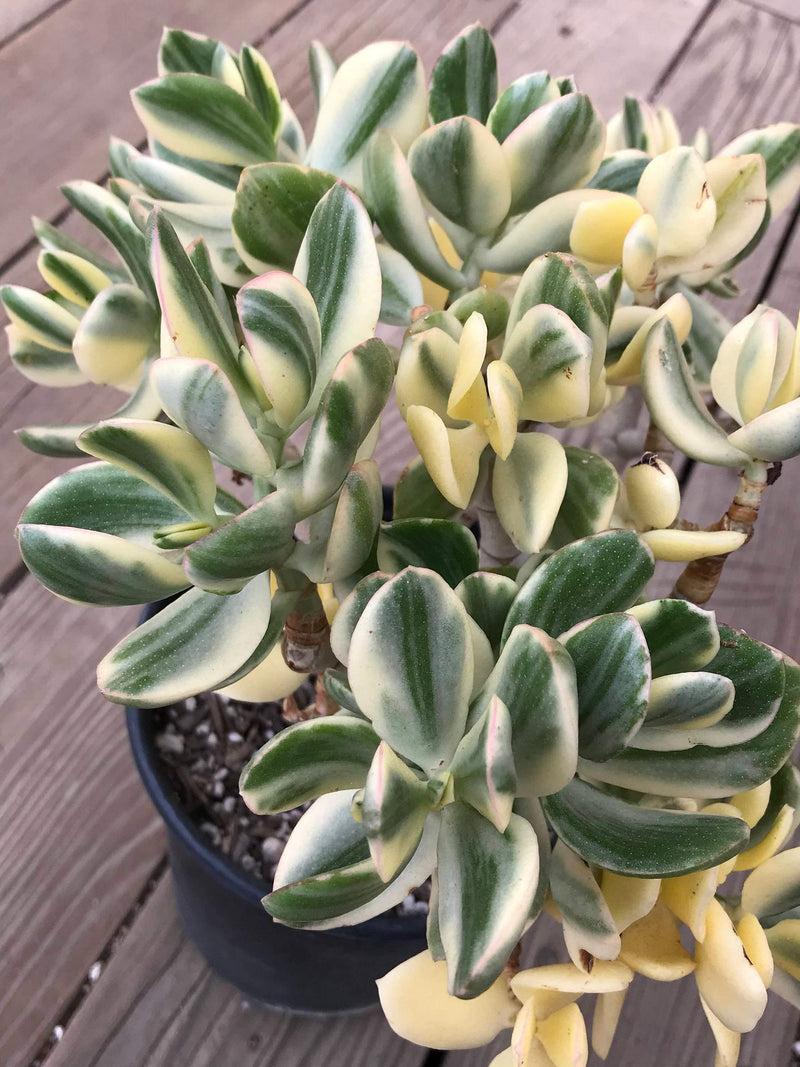 CUTTINGS Variegated Zensability Crassula ovata Plants, Live Unrooted, (two, 2-3 INCH)