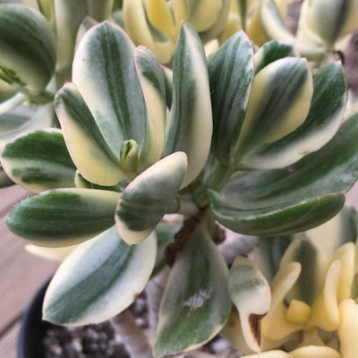 CUTTINGS Variegated Zensability Crassula ovata Plants, Live Unrooted, (two, 2-3 INCH)